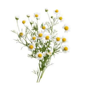 Manzanilla Flor Pura Premium