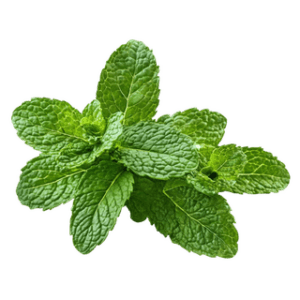 Menta En Hojas
